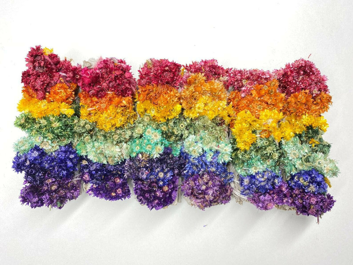 7 Chakra Sinuata Flower White Sage 4" Organic Grown in Cali